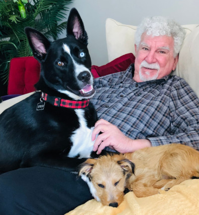 Vet with Dogs